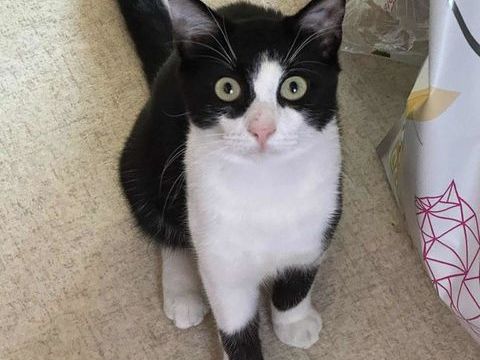 Tomy attend un foyer pour la vie 180 92000 Nanterre