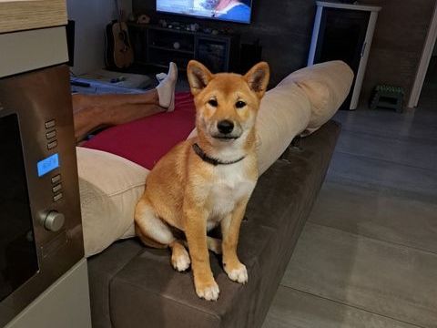 CEDE SHIBA INU DE 4 MOIS 1400 31500 Toulouse