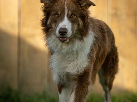 THOR m&acirc;le border collie 4 ans 240 16210 Chalais