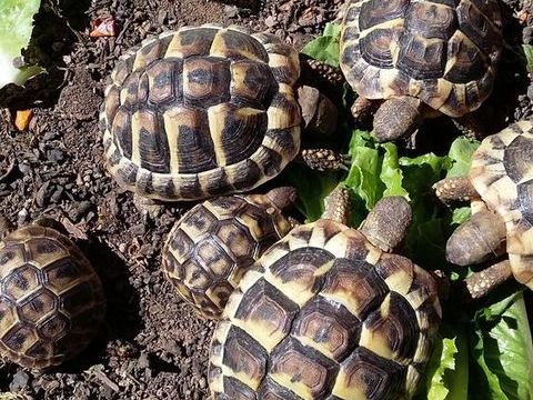 B&eacute;b&eacute;s tortues 60 34160 Castries