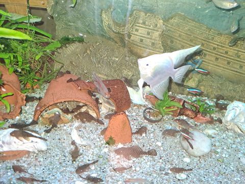 Poisson nettoyeur vitre plante. 5 22270 Jugon-les-lacs