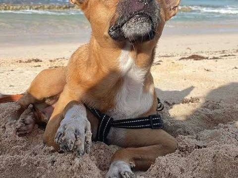  L'Amour de LUCY 350 78000 Versailles