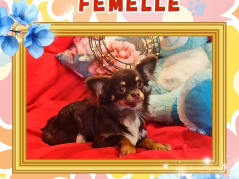 Chiot chihuahua femelle poils longs 650 18140 Pr�cy