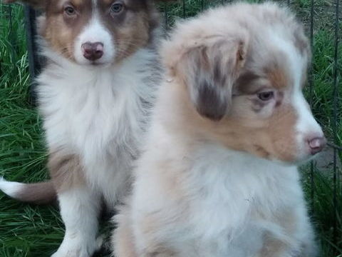 chiots berger australien 650 18250 Neuilly-en-sancerre