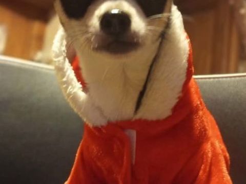 Superbes chiots chihuahua m&acirc;les et femelles poils courts 900 89160 Ancy-le-franc