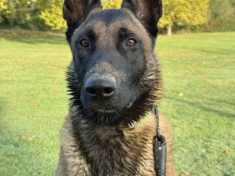 &Agrave; placer contre bon soin
Donner lui une seconde chance 0 31130 Pin-balma