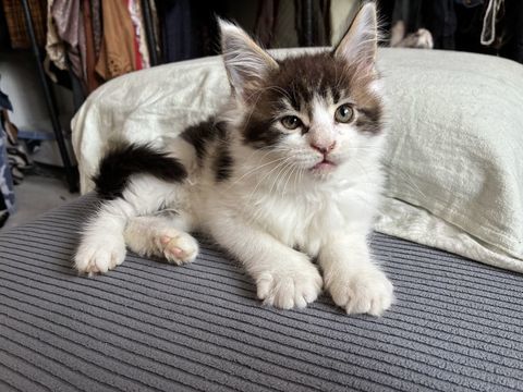Chaton Maine coon LOOF 1400 83100 Toulon