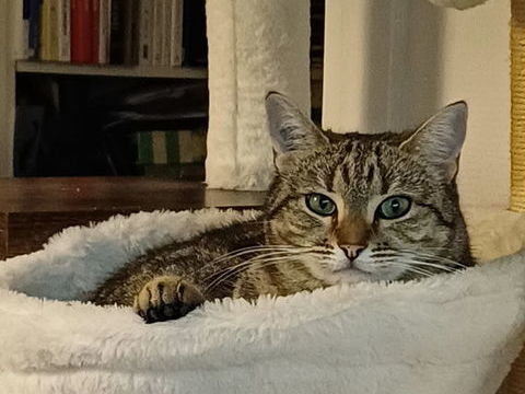 ISO FEMELLE TIGREE 2 ANS 1/2 195 92260 Fontenay-aux-roses