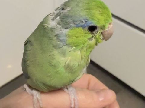 Touis c&eacute;lestes eam 100 93600 Aulnay-sous-bois