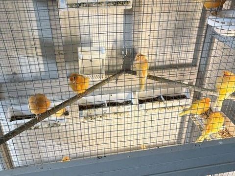des canaris rouges avec cage . 300 76220 Gournay-en-bray