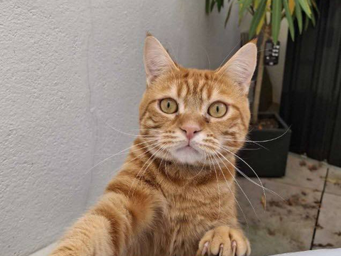 Milo 190 44000 Nantes