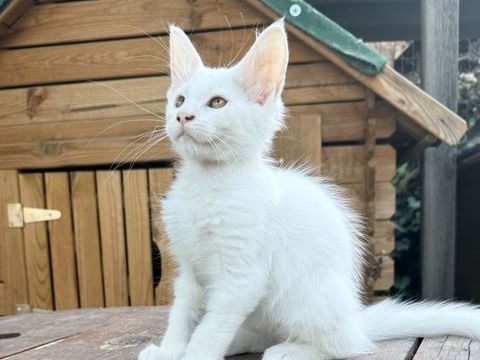 Magnifique chaton Maine Coon male blanc LOOF 1400 13400 Aubagne