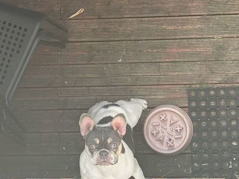 Bouledogue exotique 0 95310 Saint-ouen-l'aum�ne