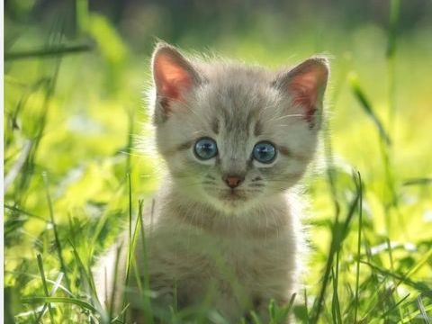 Recherche chaton, b&eacute;b&eacute; chat 1 57400 Sarrebourg