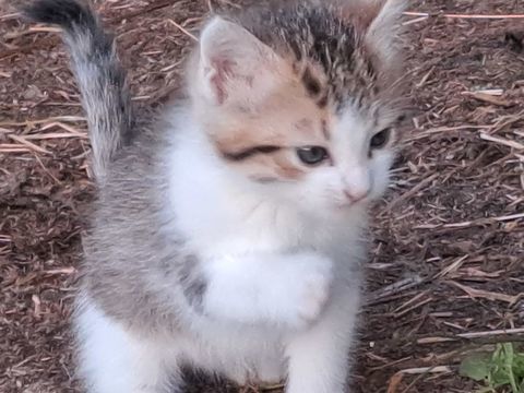 CHaton de 2 mois et demi &acirc; adopter 0 24450 Firbeix