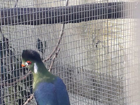 Touraco à joues blanches 150 85110 Saint-prouant