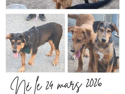 A ADOPTER ADORABLE CHIOT CROISE BORDER COLLIE 1 44150 Saint-herblon