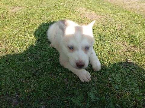 joli chiot femelle 0 59226 Rumegies
