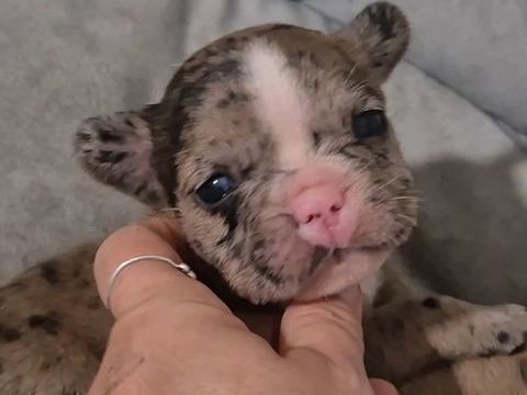 Chiots bouledogue fran&ccedil;ais 1500 74250 Fillinges