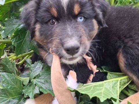 Berger australien LOF disponible de suite 1000 49170 Saint-martin-du-fouilloux