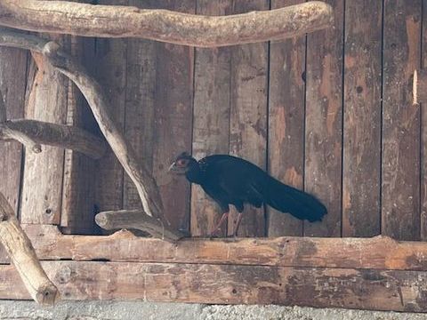 Faisan swinhoé 20 38210 La rivire