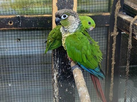 Perruche à collier, Catherine, Pyrrhura, Calopsitte 0 38440 Saint-jean-de-bournay