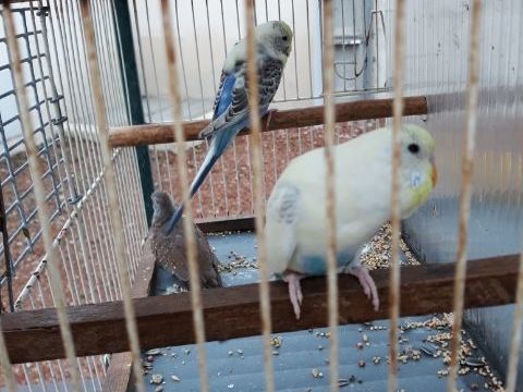 Barabant/ Croupions/ Perruche/ Colombe diamand/ Kakariki 15 21200 Beaune