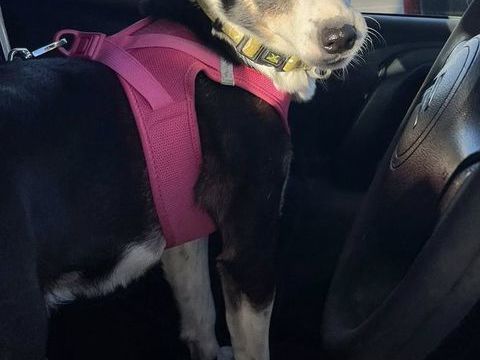 Tobby, affecteueux crois&eacute; Jack Russel 180 50630 Quettehou