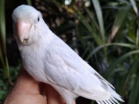 TOUI CELESTE EAM 150 13190 Allauch