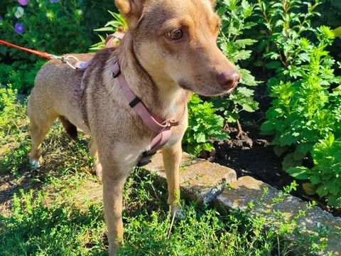A L'ADOPTION GERA SE TROUVE EN REFUGE UKRAINE 0 75018 Paris