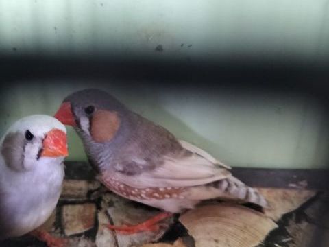 Couple de mandarins 18 44580 Bourgneuf-en-retz