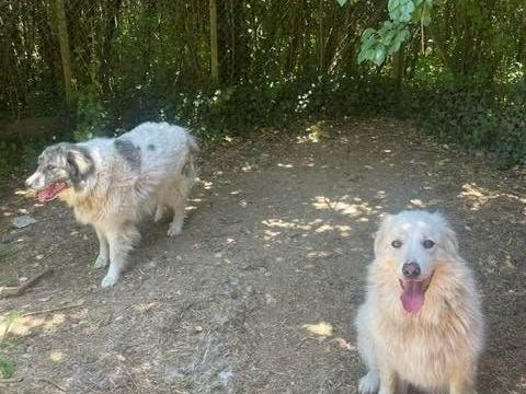 Chiens KIKI et BOUBA &agrave; l adoption 500 26110 Nyons