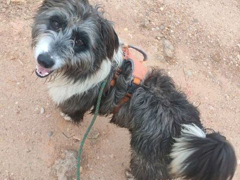 CHOPO 1 an, un Amour de chien ! (OK chat😼) 315 24140 Douville