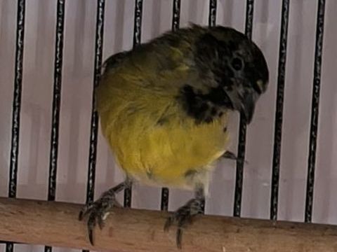 &Eacute;change tarin de Magellan 0 29860 Bourg-blanc