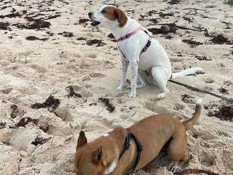 la tendre LUCY 350 78000 Versailles