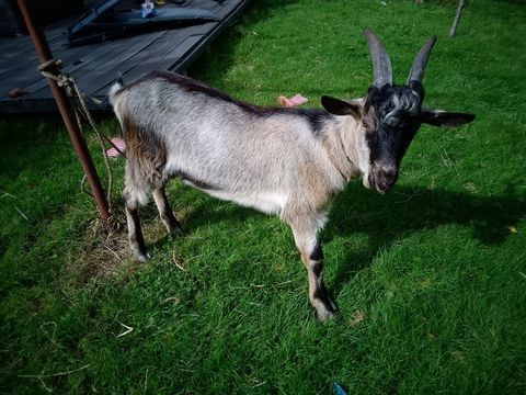 Chevre "Toggenburger" 6 mois, bouc 20 68580 Hindlingen