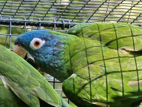 Femelles Conures &agrave; t&ecirc;te bleue 220 83330 Le castellet