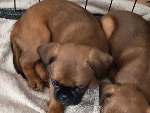 Bonjour.
chiots mâle Petit Brabançon. 
1200 77160 Provins