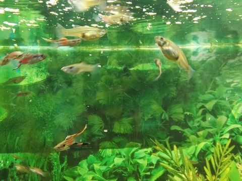 poissons guppys endler 0 76300 Sotteville-l�s-rouen