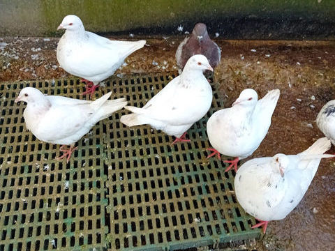 pigeons texan n&eacute;s en 2025. 20 18100 Vierzon