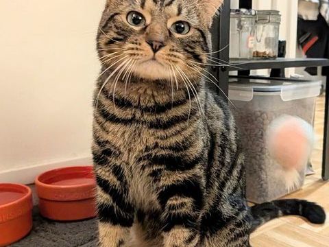 Tigrou, douce boule d'amour de 13 mois qui n'attend que vous ! 180 75020 Paris