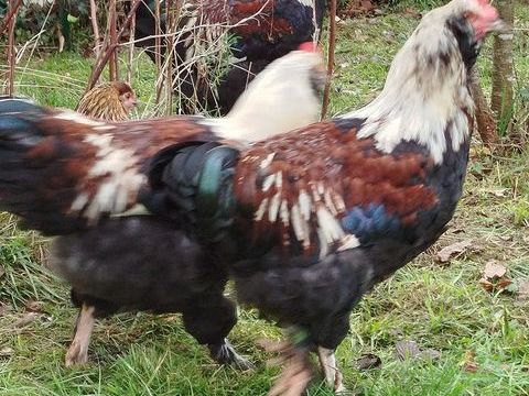 Tr&egrave;s beau COQ race FAVEROLLES 35 22140 Tonqu�dec
