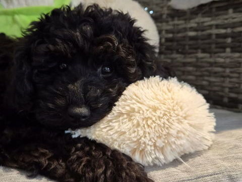  Blacky cherchent une famille 900 68740 Blodelsheim