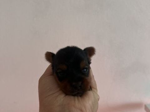 Yorkshire terrier 1050 85220 La chapelle-hermier