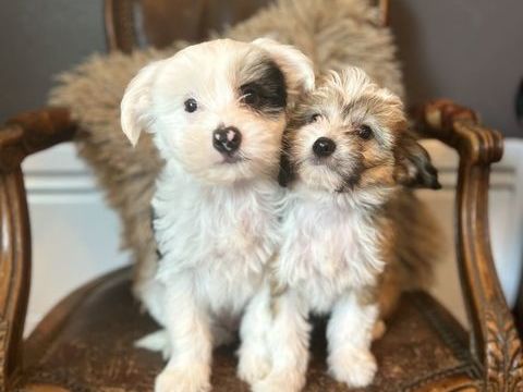 Chiots chien chinois à crête X basset des Alpes 500 14290 Valorbiquet