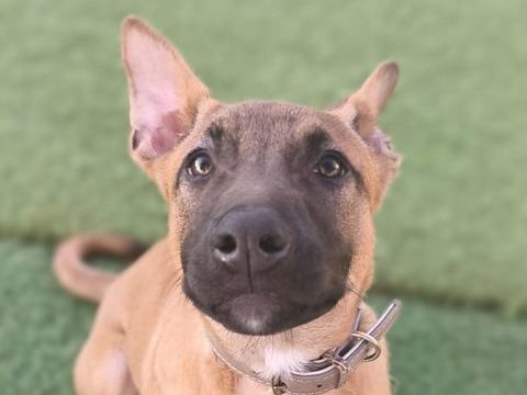 KEVIN 270 27620 Gasny