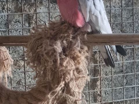 Cacatoes rosalbin eam 700 22120 Pommeret