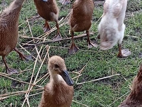 Canards coureurs indiens 10 80390 Fressenneville