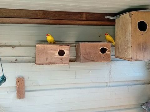 Kakariki 20 35750 Iffendic