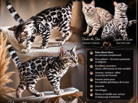 Chaton, loof , cherche une famille pour la vie 1800 83340 Le luc